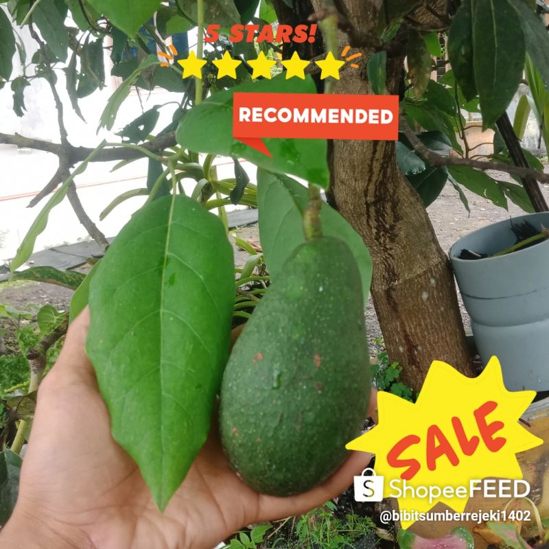 ENTRES ALPUKAT PINKERTON IMPORT