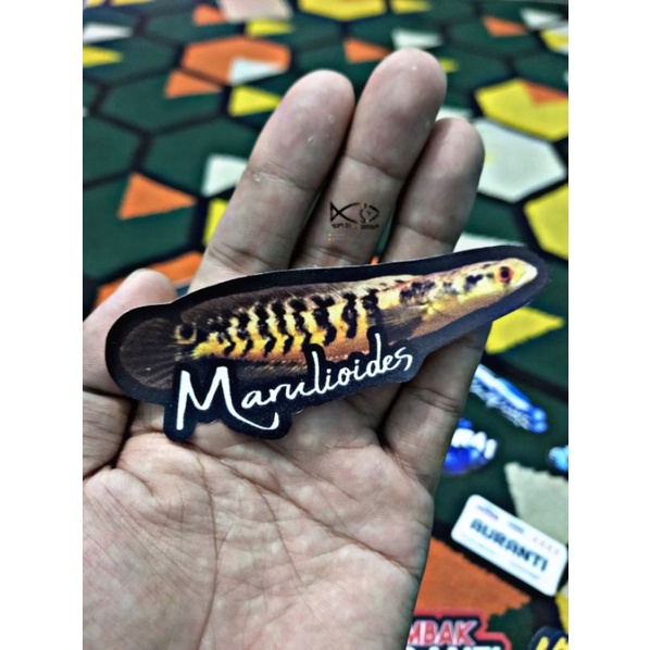 Stiker Channa Marulioides | Marulioides