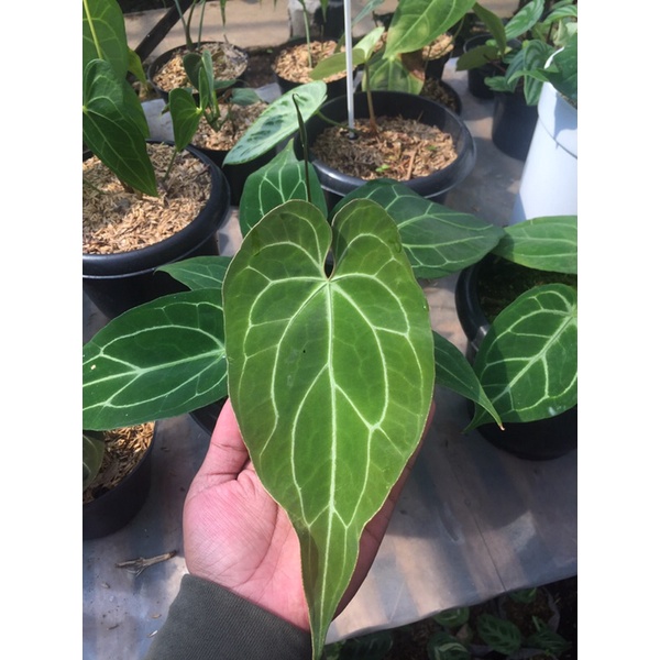 anthurium hybrid (magnificum x waroqueanum)