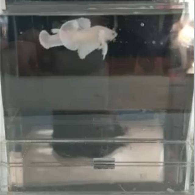 Cupang Dumbo ear white platinum 1pasanh