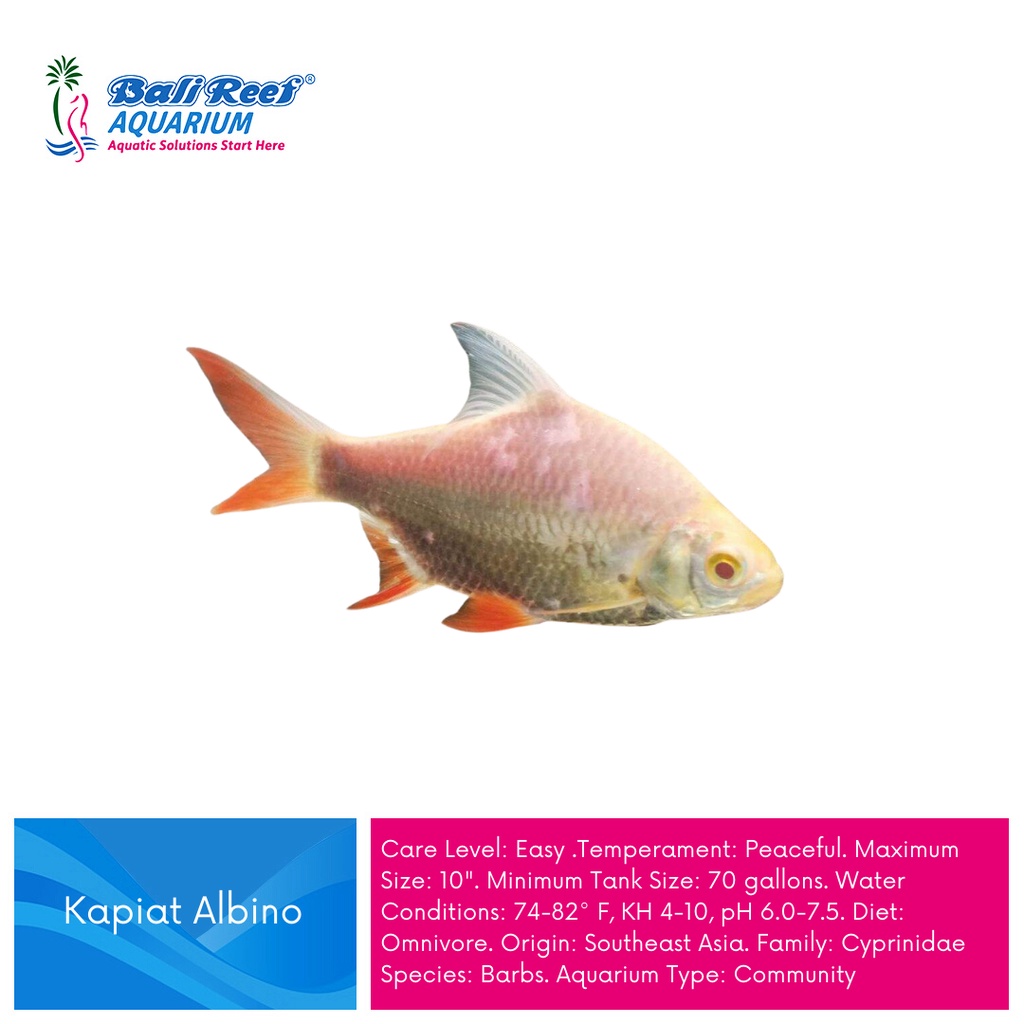Ikan Hias Kapiat Albino