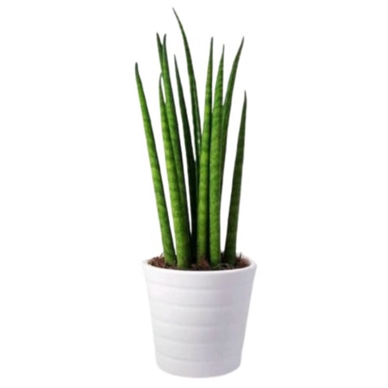 Jual lidah mertua sansevieria Tombak panjang green mosh Sanseviera ...