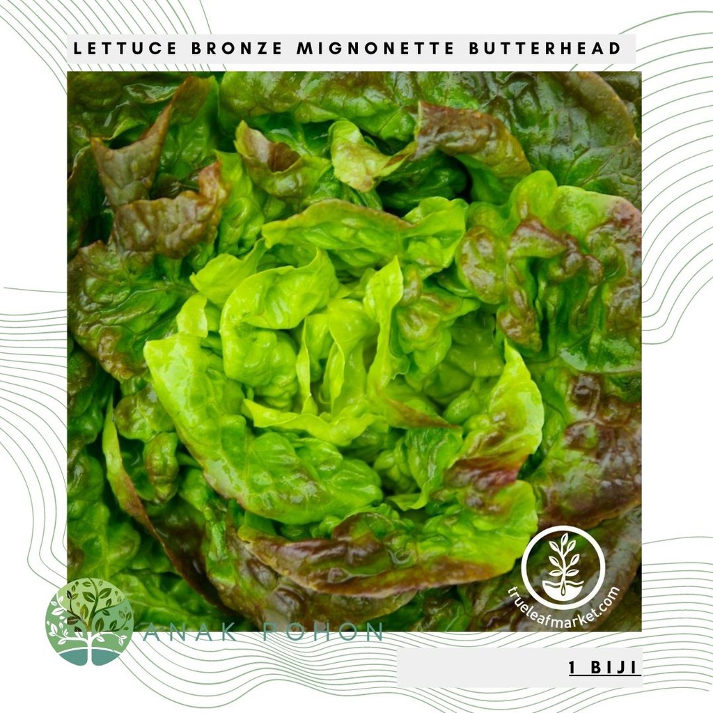 Benih Bibit Biji - Selada Bronze Mignonette Butterhead Lettuce Seeds - IMPORT USA