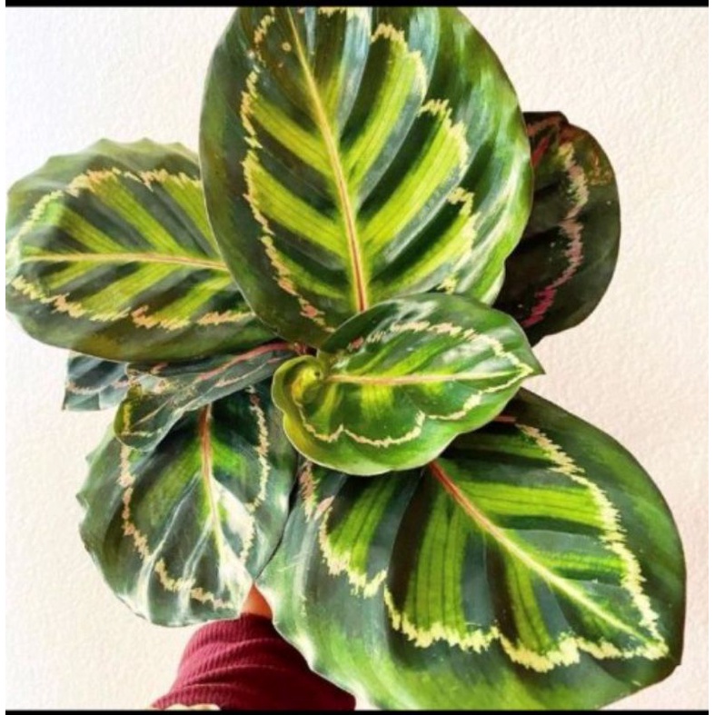 tanaman hias Calathea linden import