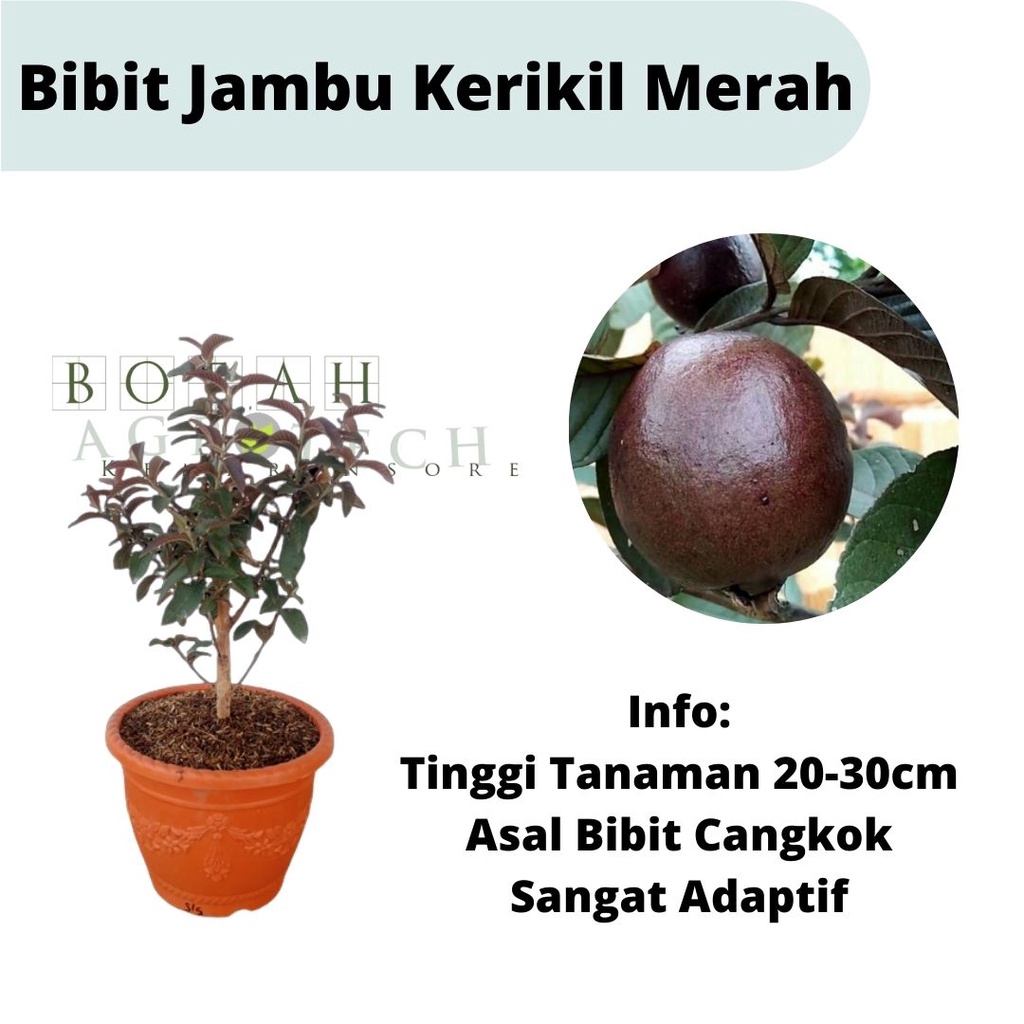 Bibit Jambu Kerikil Merah Hasil Cangkok Cepat Berbuah