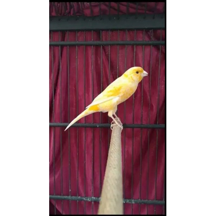 kenari kuning loper bahan body big