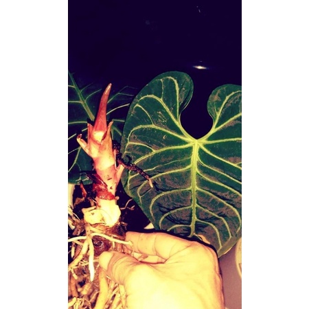 Bibit tanaman hias anthurium regale / bonggol anthurium regale bonggol besar