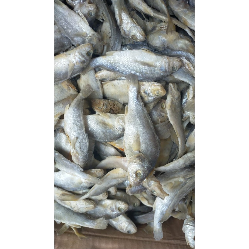 

Ikan Kepala Batu Utuh