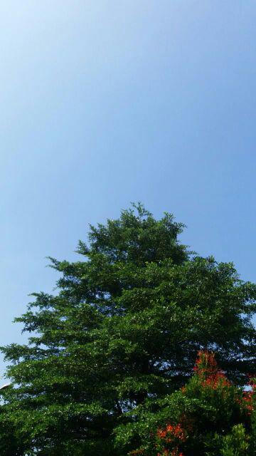 Loyang Kue Cake Bolu Bulat Besar 1 Set Isi 2pcs Tinggi 6 Cm