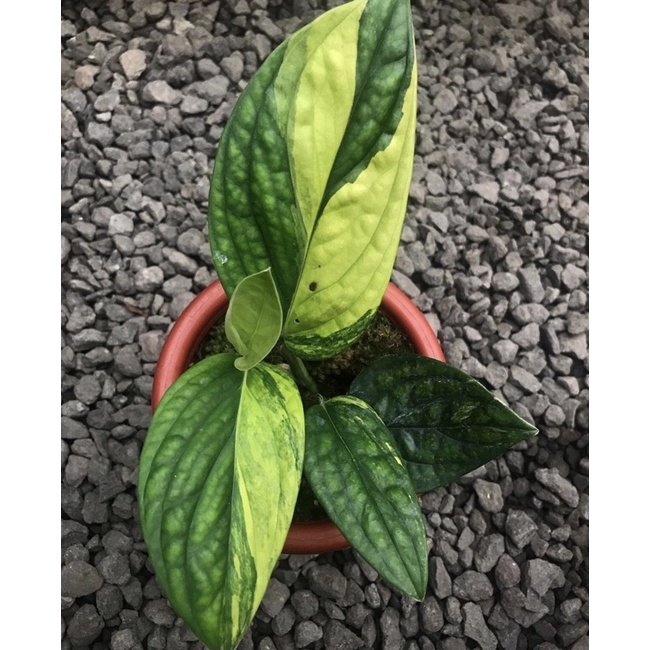 tanaman hias monstera carsteniamum varigata kuning