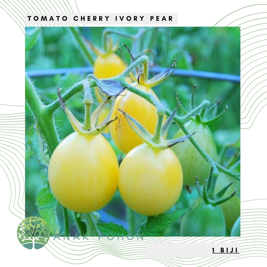 Benih Bibit Biji - Tomat Cherry Ivory Pear Tomato Seeds