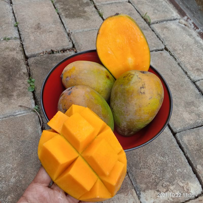 

Buah Mangga Harum Manis Super matang pohon harumanis 1 kg