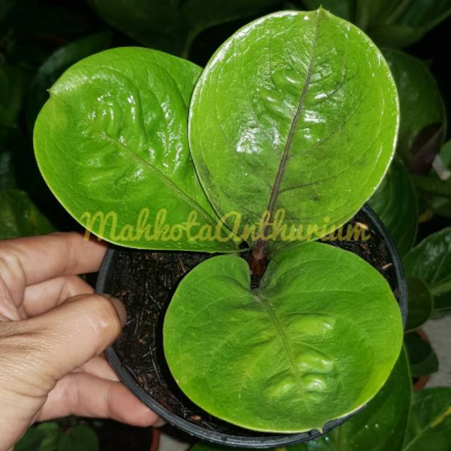 bibit jemani mangkok daun bulat