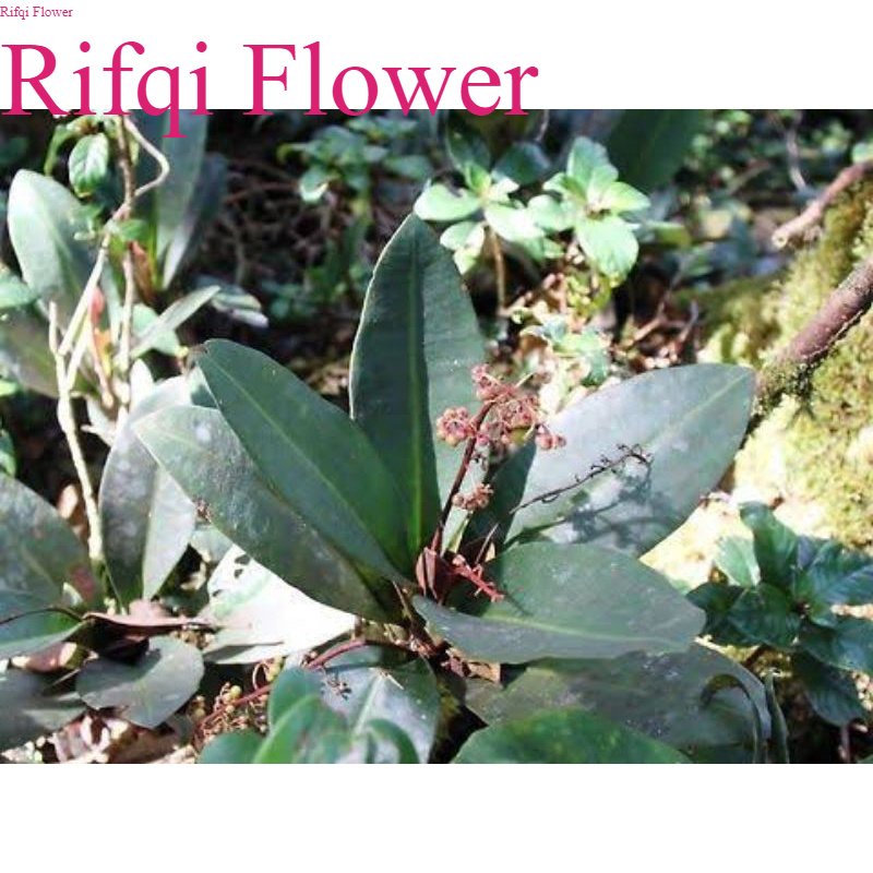 

Kacip Fatimah Kering 250gr Labisia Pumila Untuk Kewanitaan & Gairah Ranjang Tradition Tanaman Herbal Rifqi Flower