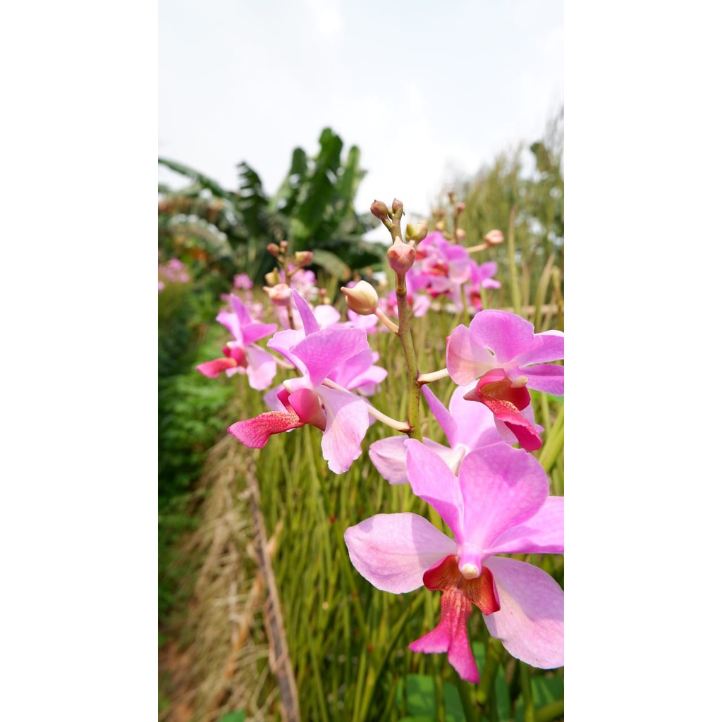 Anggrek  Tanah Vanda Douglas Spike