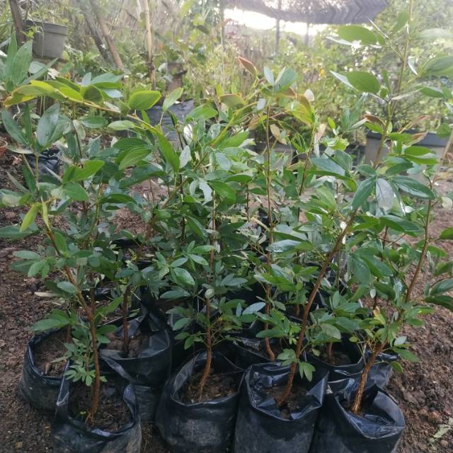 Bahan Bonsai Kaliandra Surinamensis Kupu Kupu Impor