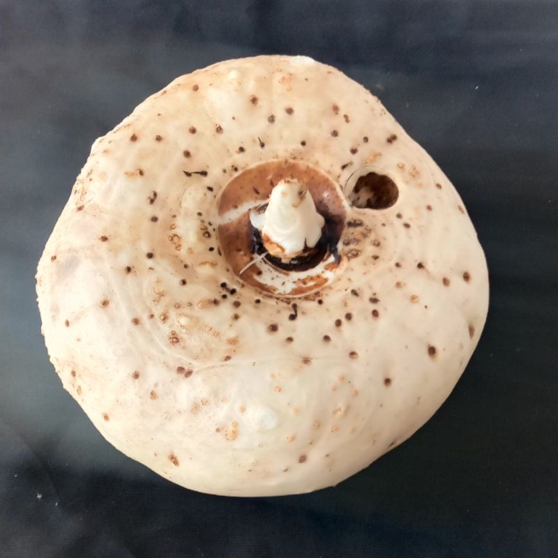 

Ubi sueg atau umbi sueg iles per 500 gram-az