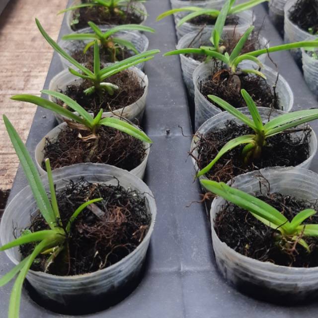 Bibit anggrek vanda seedling