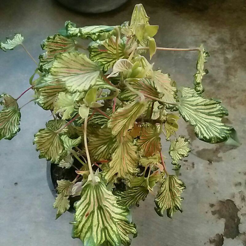 tanaman hias pohon waru wayang