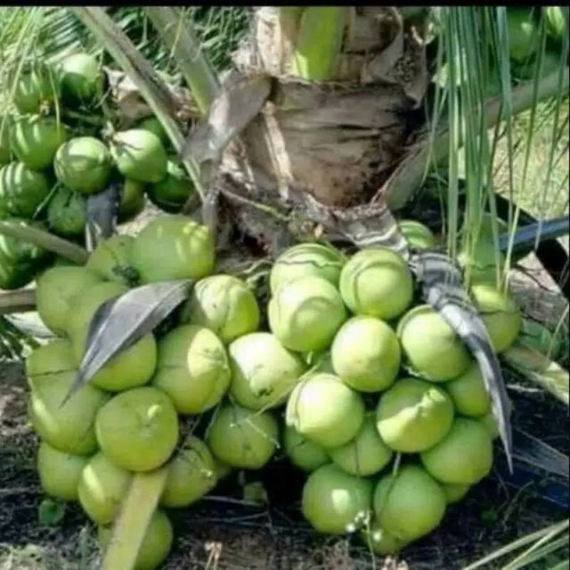 BIBIT KELAPA WULUNG HIBRIDA