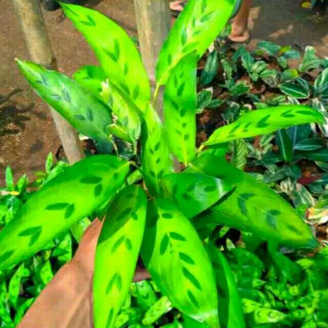 Tanaman Hias Calathea Leopardina Pohon Meranti Daun Bambu Shopee Indonesia