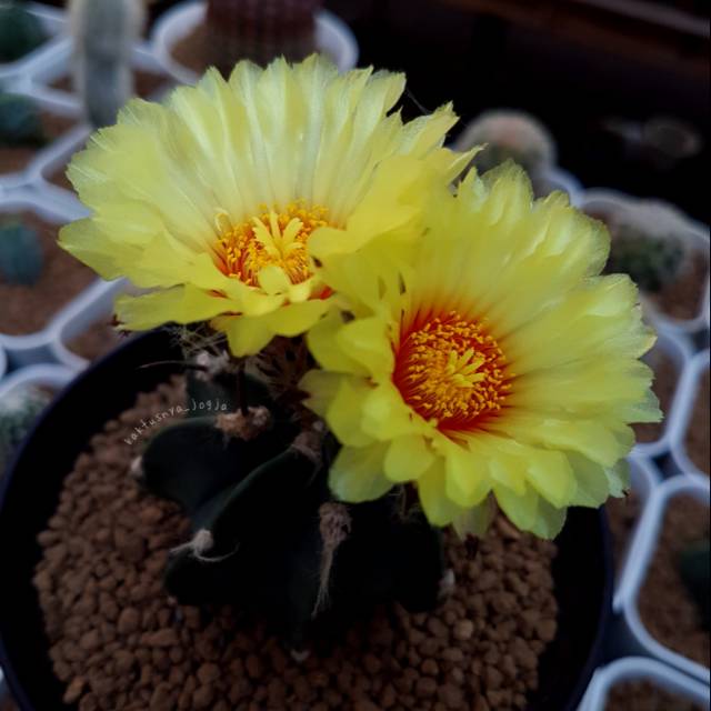 Kaktus Astrophytum Capricorne rajin bunga