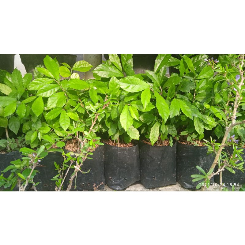 Bibit Bahan Bonsai Serut Dari Biji Isi 10 Pohon