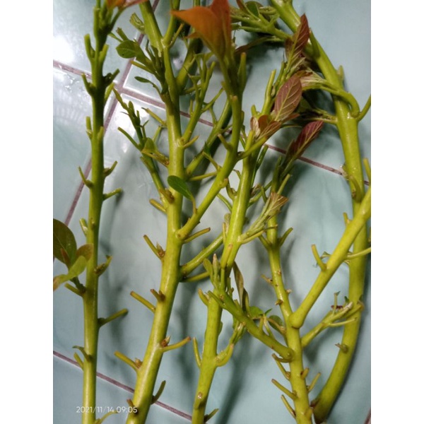 7 batang entres alpukat cuba