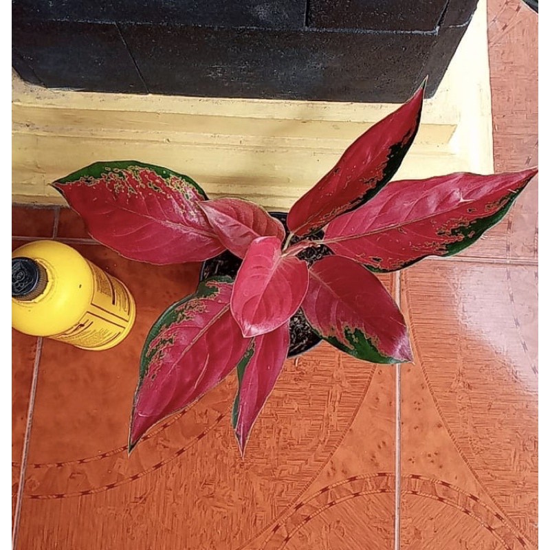 Aglaonema / Aglonema SUKSOM RED CHILLI  Besar / Jumbo / Induk / Rimbun