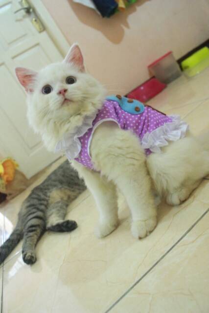 Baju cupcake ungu polkadot renda-renda untuk kucing dan anjing (baju kucing murah size S M L XL)