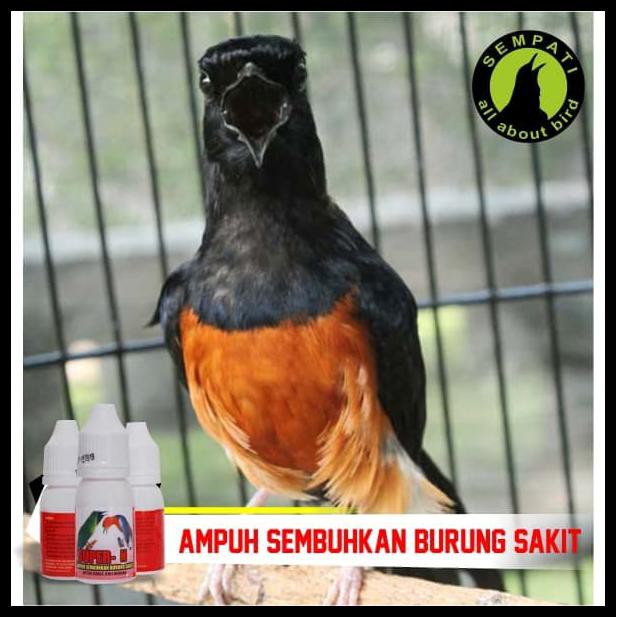 Produk Terbaik Super N Super Kicau Obat Burung Sakit Infeksi