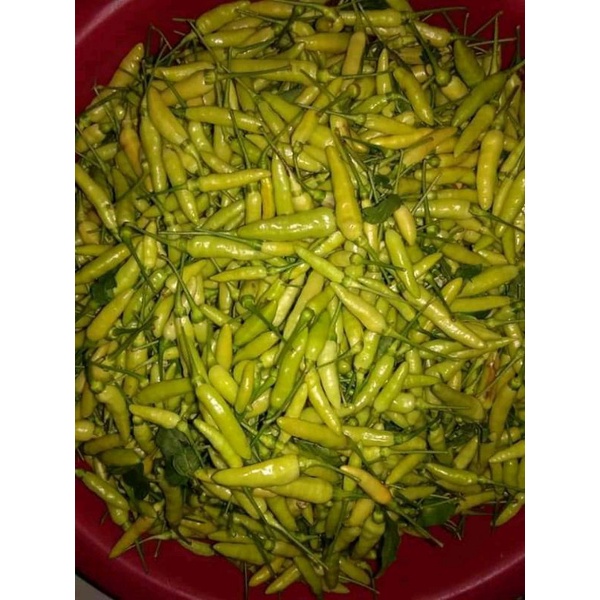 

Cabe cabai rawit putih fresh 1kg