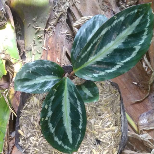 

Calatea