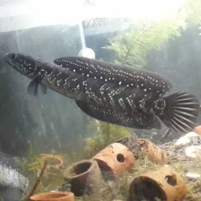 asiatica ws pure 5-7cm