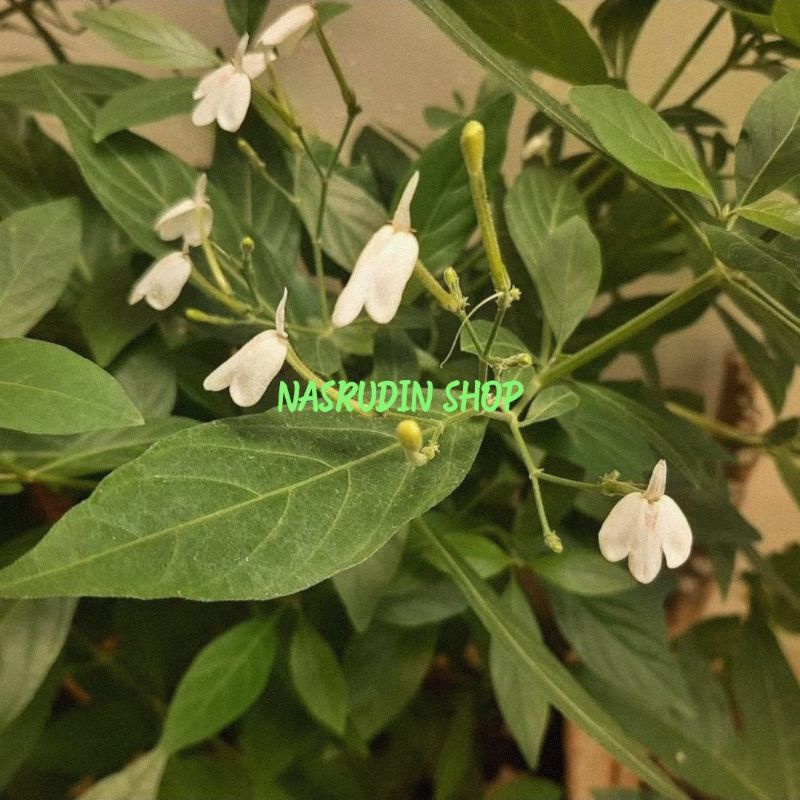 

[Fresh] BIBIT STEK TANAMAN DAUN TAREBAK SEGAR TAREBA MANUKAN DAUN BURUNG RHINACANTHUS NASUTA