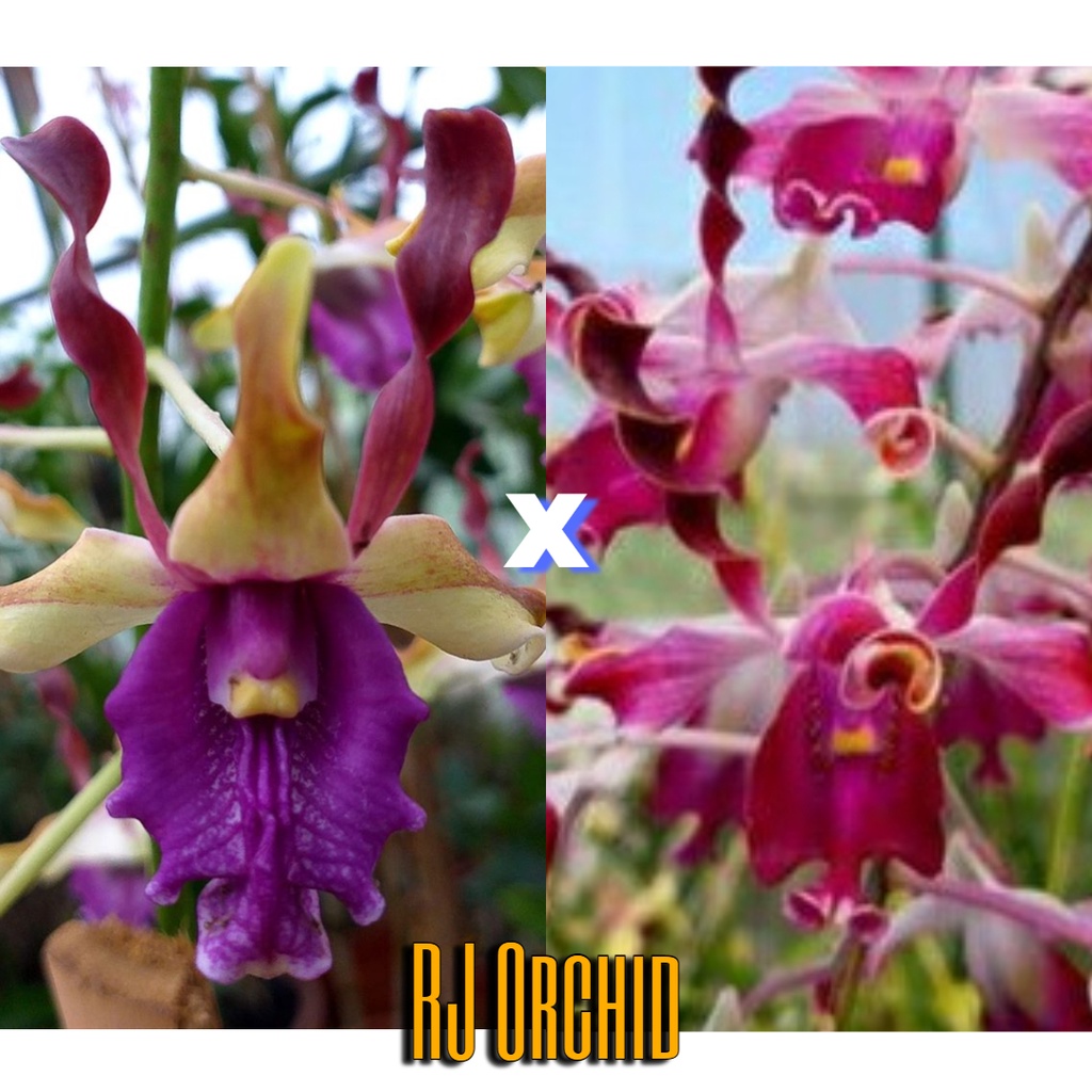 Sedling Dendrobium Tiara Beauty x Kraikan Sirinungsi