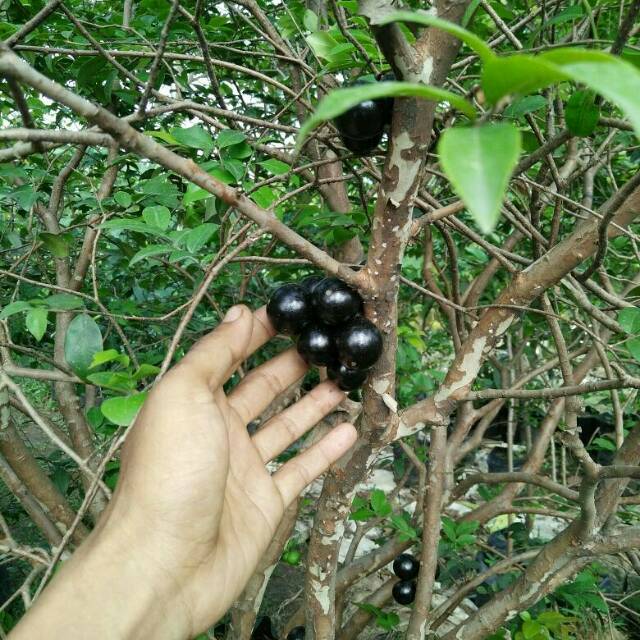 Jaboticaba