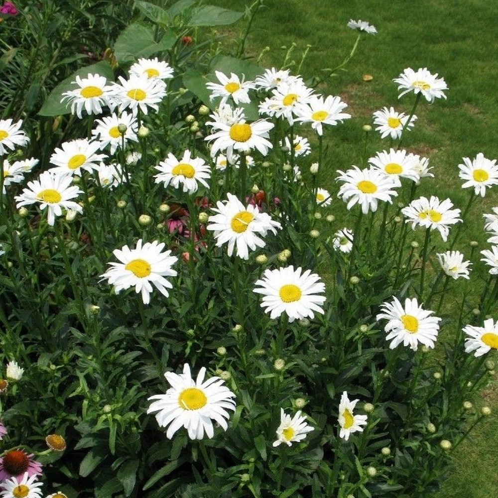 PlantaSeed - 15 Seeds - Alaska Shasta Daisy Biji Bunga - PAS0193