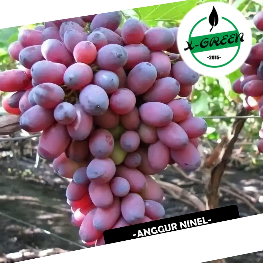 Pohon Buah Anggur Import Ninel - (X-Green)