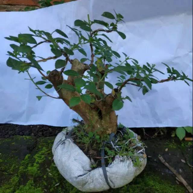 Tanaman hias bonsai bunga lantana
