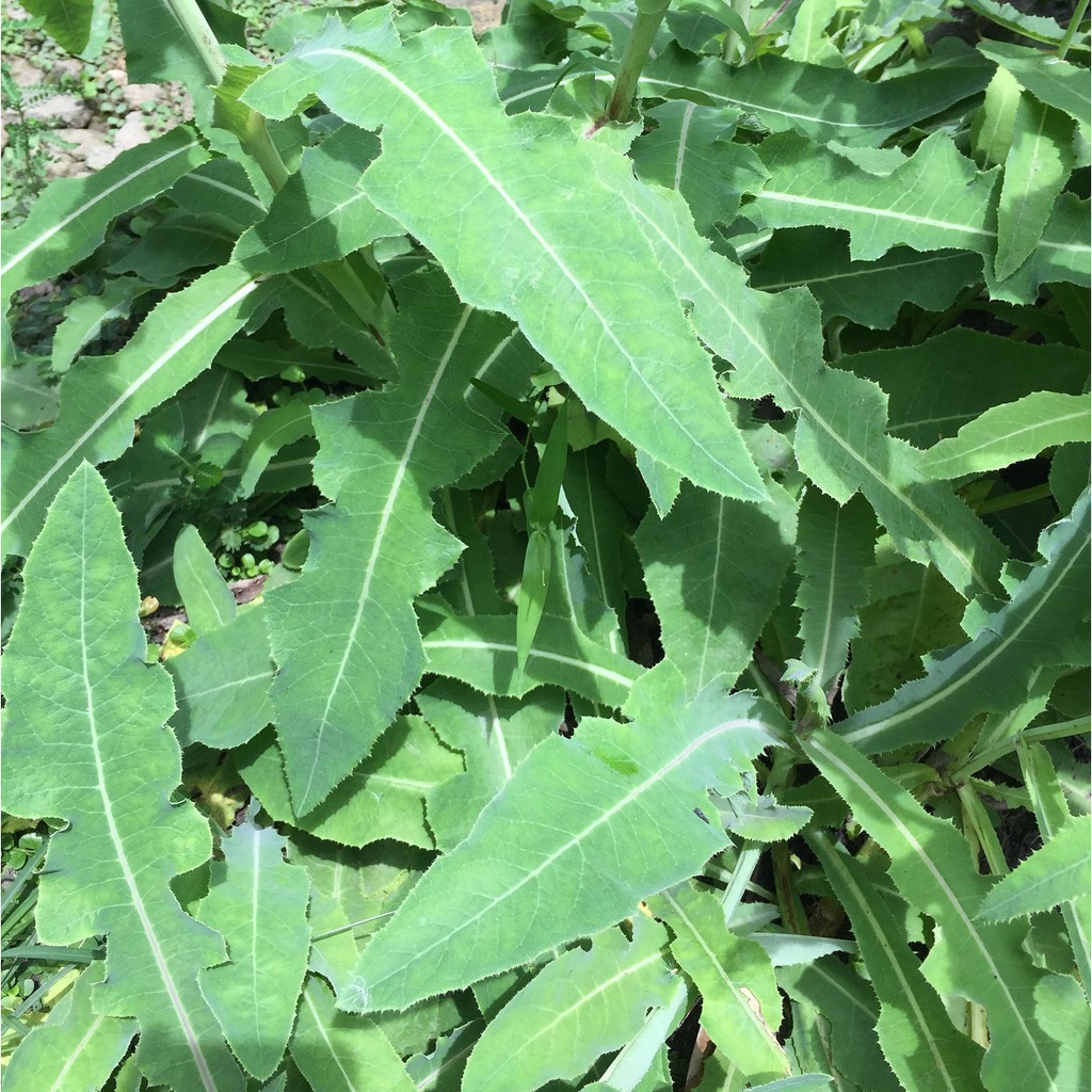 

Daun Tempuyung Segar 250gr