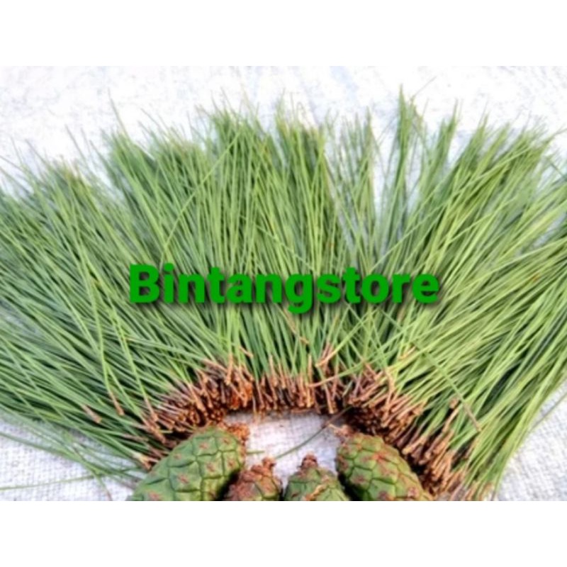 

Daun pinus segar 1 kg MURNI daun herbal stroke