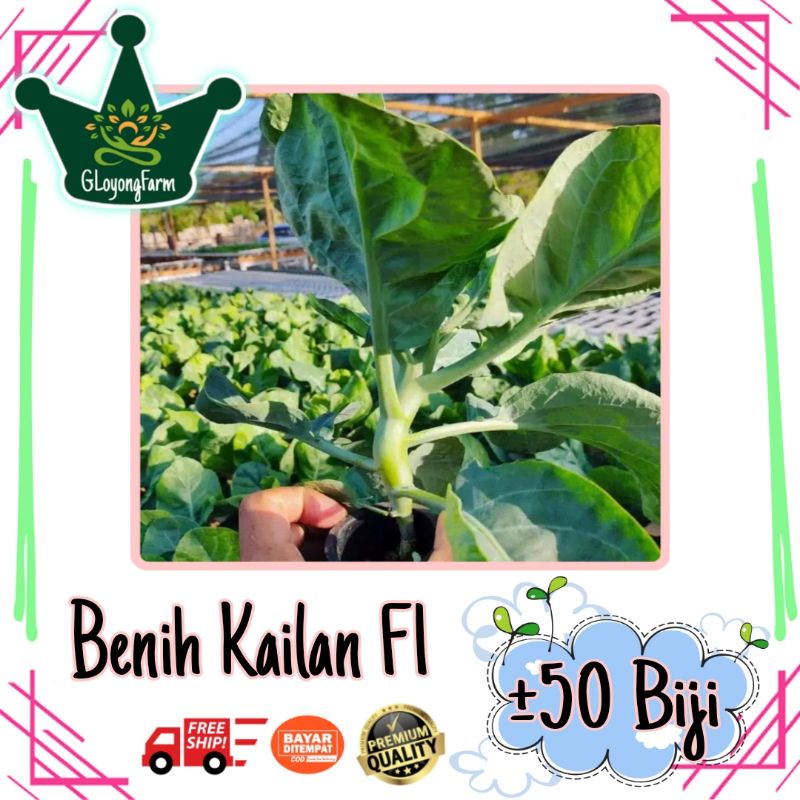 Benih Sayuran Selada Brokoli Kangkung Bayam Seledri Kubis BungaKol Pakcoy Caisim Kailan-50 Sawi Kailan