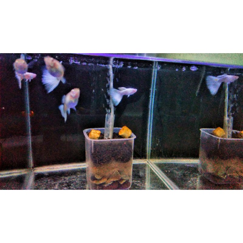 Ikan Guppy Albino Full Platinum