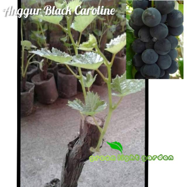 Bibit anggur black caroline import