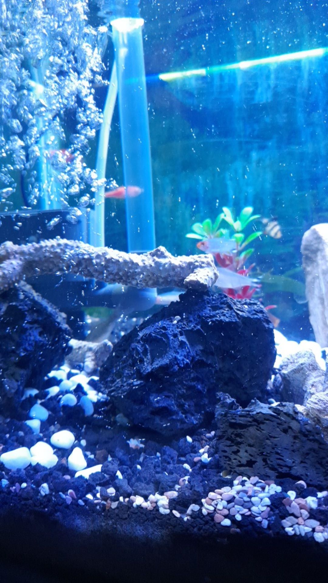 Tinggal Pasang Paket Lengkap Undergravel 60 Cm Yamano Filter Aquarium Shopee Indonesia Filter akuarium bawah pasir