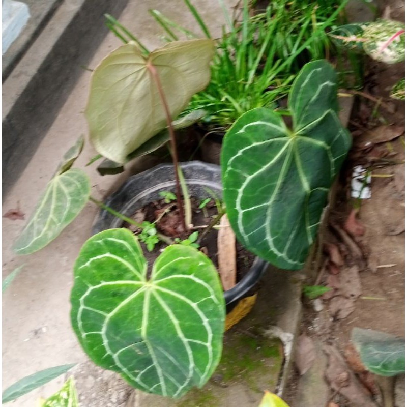 Tanaman Lumbu Kuping gajah