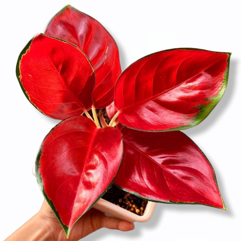 Aglonema Suksom Merah remaja / Tanaman Hias bunga Aglaonema suksom jaipong cultur remaja murah / tan