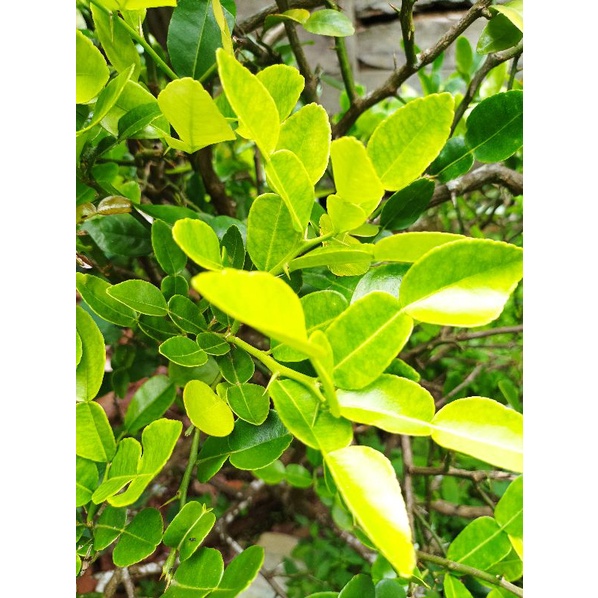 

Daun jeruk purut