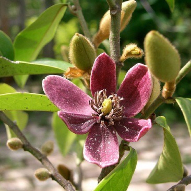 Bibit Tanaman Cempaka Mulya Ungu